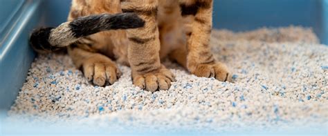 Why Cat Owners Should Switch to Nagic Kitty Litter Compound
